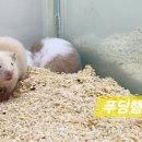 달펫 소동물샵 이미지