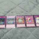 블루아이즈캣 이미지