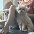 다소니펫살롱 | 행복했지 6월 [1]🍀🍀