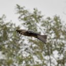 호곡리의 솔개(black kite) 이미지