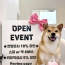 하비나 코지 이미지