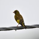호곡리의 방울새(Oriental Greenfinch) 이미지