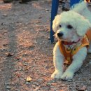 프리제(frise) 이미지