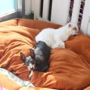 너와함개냥 이미지