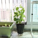 예진꽃농원 이미지