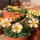 (주)로지스톤 | P. 오늘의 PICK‼️ Plants &#34;사랑초 구근 나눔 수령 후기 (Feat. 연인)&#34;