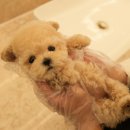 퍼피메이트 안심분양센터 동탄 강아지분양 | 거제강아지분양 행복을 찾다