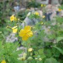 생태다리 이미지