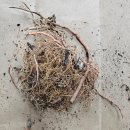 행운목 | 행운목 키우기, 행운목 분갈이, 행운목 물주기, 행운목 뿌리정리