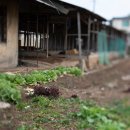 송포양계 이미지