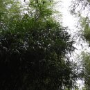 국화노래주점 | 오인교의 전라도누정기행-담양 면앙정 (俛仰亭)-4