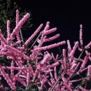 시종약국 이미지