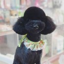 함안 애견샵 러블리펫 이미지