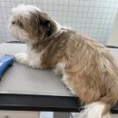 푸드르르 이미지