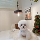 모모티디 독 쌀롱 반려견 미용 계림점 이미지