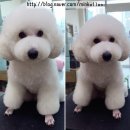 투개더 펫 이미지