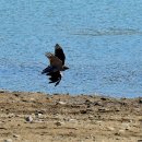 오리사냥 이미지