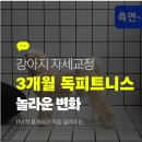 대덕대로335번길 | 강아지 자세교정 독피트니스 후기, 3개월의 놀라운 변화