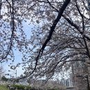 영도동물약국 | [부산/영도]부산 영도 벚꽃명소. 동삼해수천 벚꽃 개화상황.실시간.(feat.흰여울 마을.봉래산 등산...