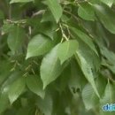 느릅나무- Ulmus davidiana Planch. var. japonica (Rehder) Nakai 이미지