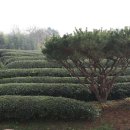 보림다원