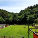 노블라인 도베르만 이미지