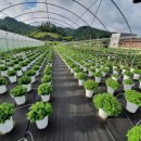 진산화훼 이미지