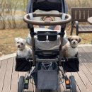 애개애개 이미지