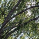 월문천1 이미지