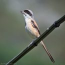 긴꼬리때까치 Long-tailed Shrike 518 이미지