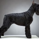 자이언트목장 이미지