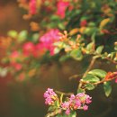 배롱나무길 이미지