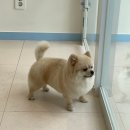 블루시엘 | 왜 이제야 갔지? 블루시엘 송파애견미용 생생 후기 알려드려요