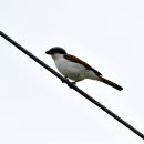 양수리의 칡때까치(Thick-billed Shrike) 이미지