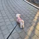 펫맘애 | 리브펫 개 유산균 꾸준히 먹여본 급여후기