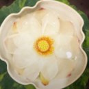 연수로횟집 | 남겨서뭐하게 부여 연잎한상 백련정식 버섯전골 연꽃막걸리 맛집 식당