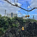 J 김녕 169 이미지