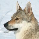 애견백과 - 체코슬로바키안 울프도그 (Czechoslovakian Wolfdog) 이미지