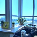 연안애견 이미지