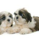 강아지집 이미지