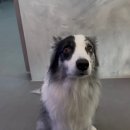 퍼피팸퍼 이미지