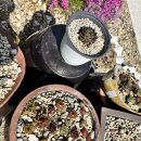 정생농장 이미지