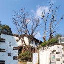 다시 만나는 문화 산책-쪽빛 화가 남정 박노수/동양화에서 한국화로 넘어서는 길목 ‘남정화풍’의 향연 이미지