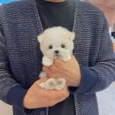 몽냥몽냥 이미지