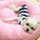 쏘아베 | 강아지 방석 별이 생일선물로♥ 쏘아베 구름방석 후기