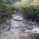 소나무와 계곡 캠핑장