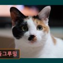 커들그루밍 이미지