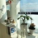 리스칼프결