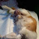 최광호동물병원 네이버블로그