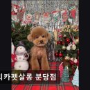 아리카 펫 살롱 분당점 네이버블로그